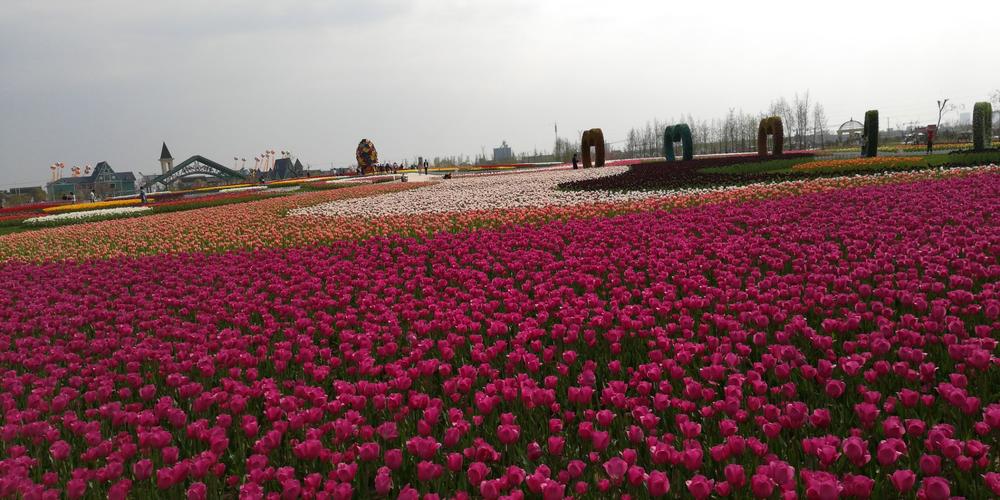 初奇鲜花